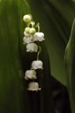 Lilly of the Valley 1s.jpg