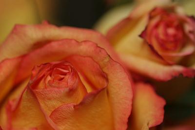 IMG_1888p.jpg