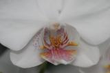 IMG_1892p.jpg