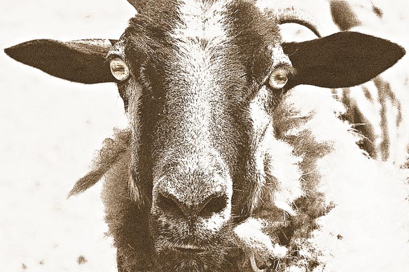 5/11: I Saw a Goat Today