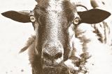 5/11: I Saw a Goat Today