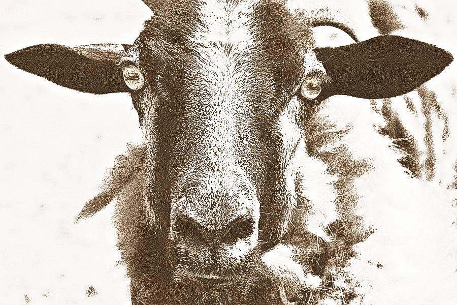 5/11: I Saw a Goat Today