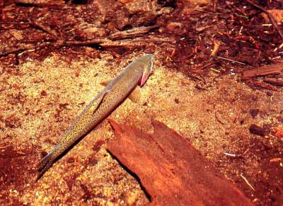 westslope cutthroat  trout