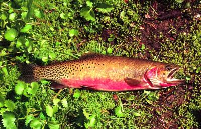 westslope cutthroat trout, male