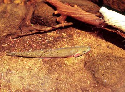 westslope cutthroat trout