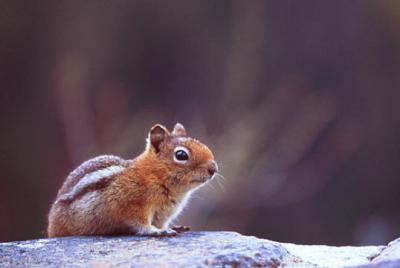 Golden mantled ground squirrel