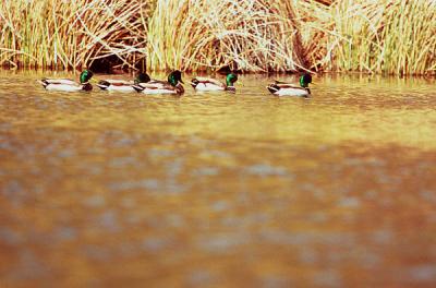 Drake mallard ducks