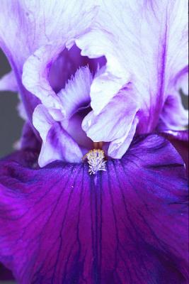 Two toned blue/purple iris macro