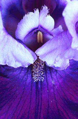 iris macro