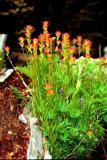 paintbrush, Castillea Sp