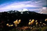 Mt Rainier & beargrass