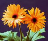 gerbera daisy