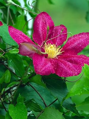 Clematis