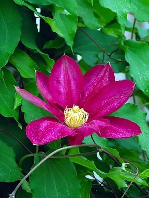 Clematis