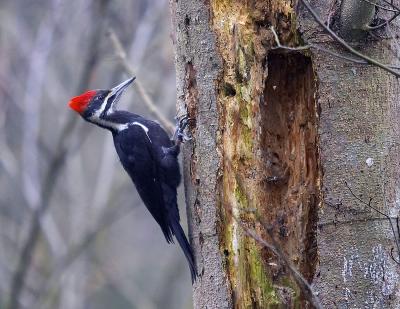 Pileated Woodpecker (F)