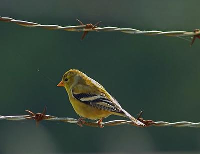 American Goldfinch (F)