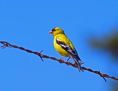 American Goldfinch (M)