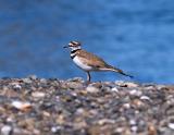 Killdeer