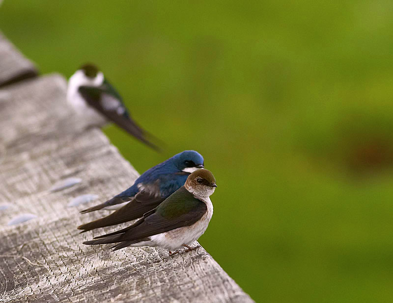 Swallows