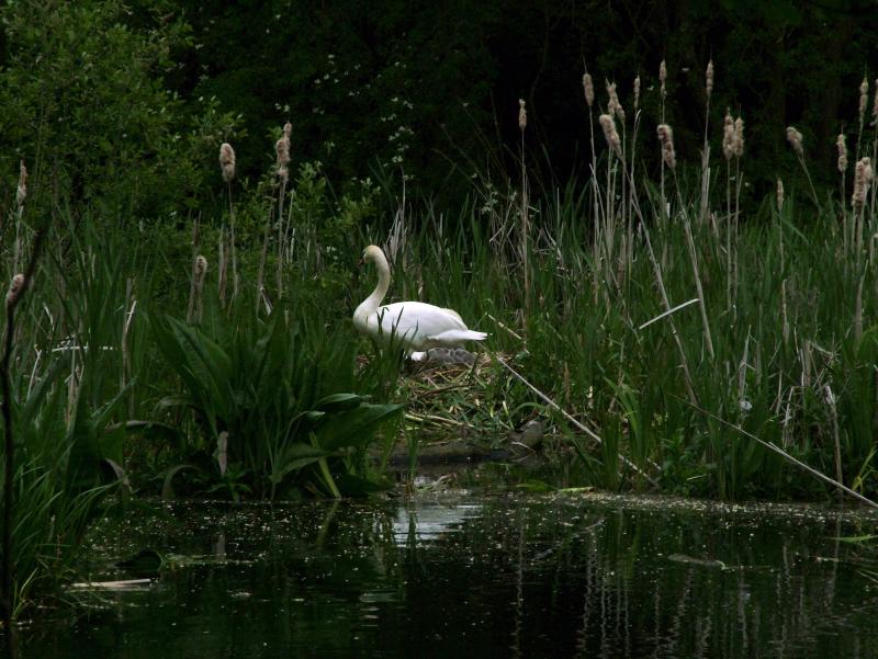 NESTING SWANS