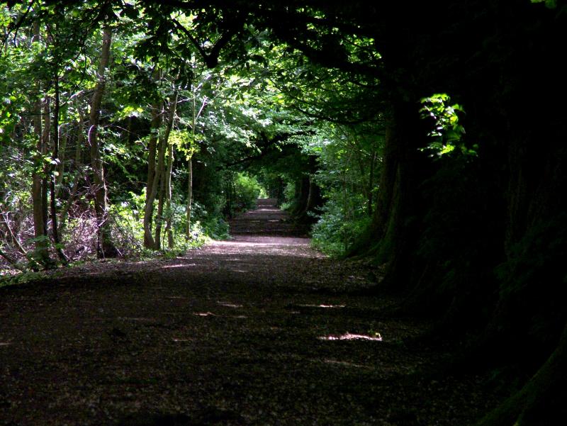 THE LONG PATH AHEAD