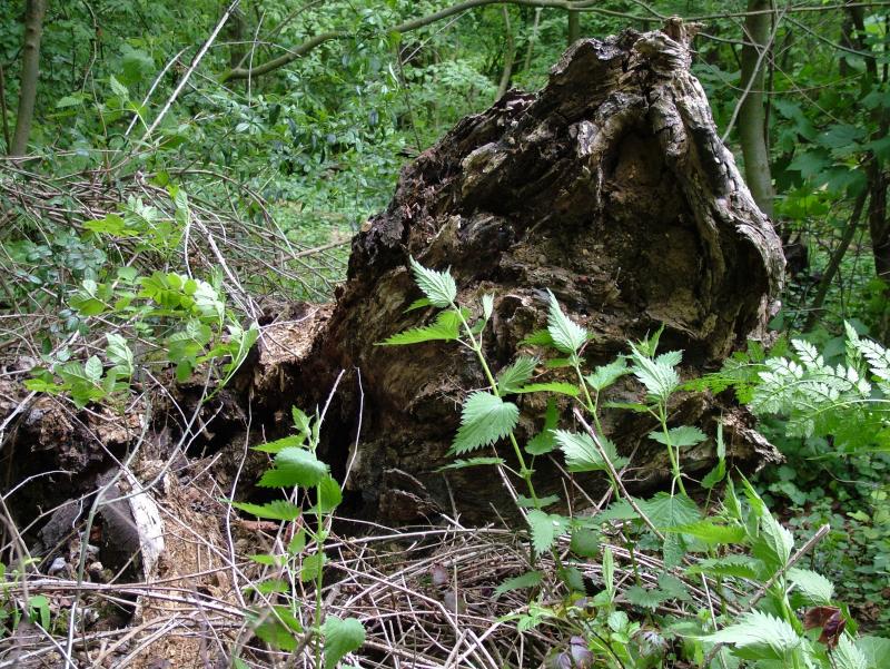 WIND DAMAGE