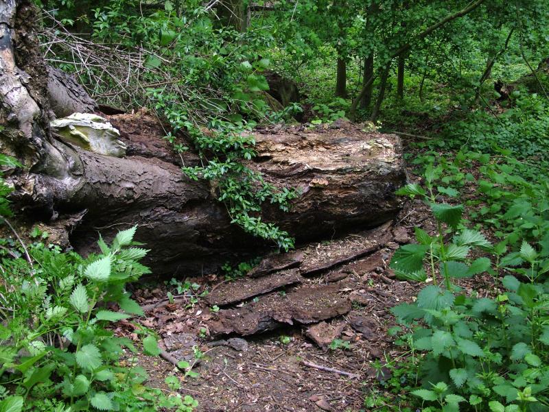 WIND DAMAGE