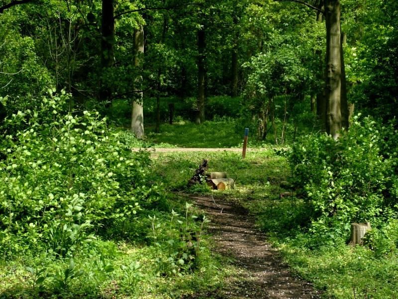A PATH TO 3 LOGS ?