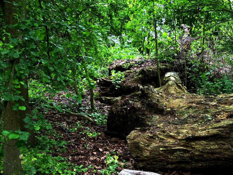 TREE'S GOING BACK TO THE EARTH