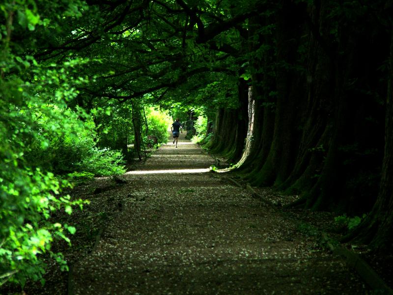 THE LONELINESS OF A LONG DISTANCE RUNNER