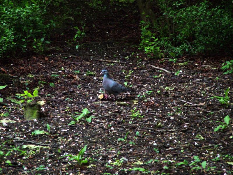 PIDGEON HOLDING ON TO IT'S FIND