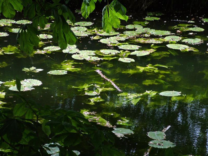 STREAM ALONGSIDE PATH