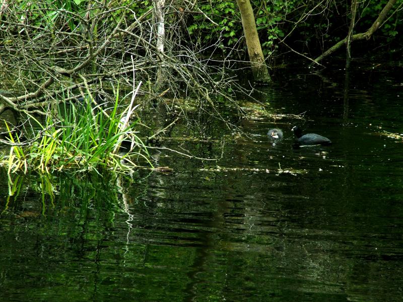 COOT AND BABY
