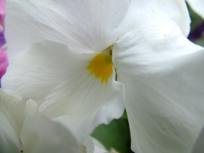 ITS A FLOWER (A Pansey?)