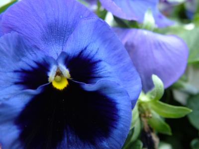 YET ANOTHER PANSY