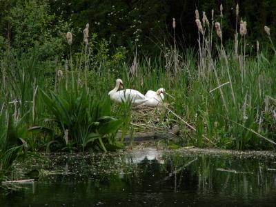 NESTING SWANS