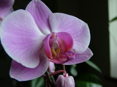 DSCF4633.JPG