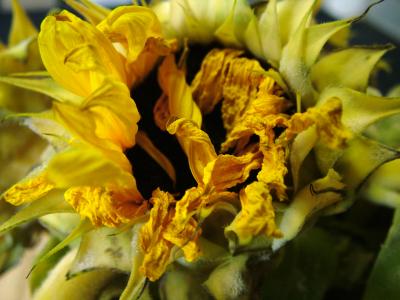 NEGLECTED SUNFLOWER