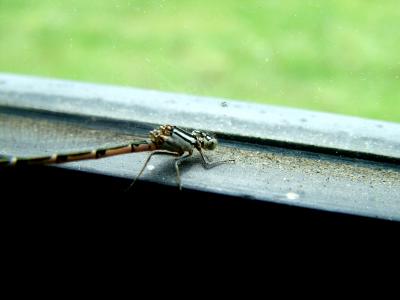 DSCF5038.JPG