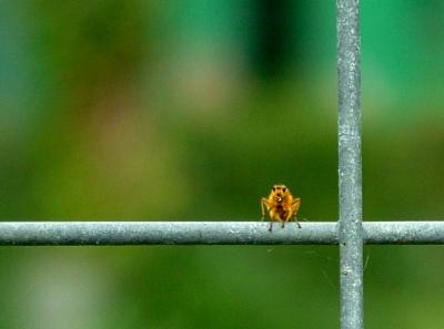 BUG IN A TIGERS CAGE
