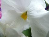 ITS A FLOWER (A Pansey?)