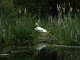 NESTING SWANS