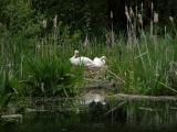 NESTING SWANS