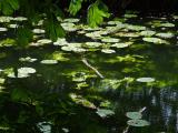 STREAM ALONGSIDE PATH