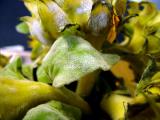 NEGLECTED SUNFLOWER
