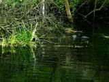 COOT AND BABY