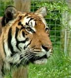 CAGED TIGER