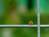 BUG IN A TIGERS CAGE