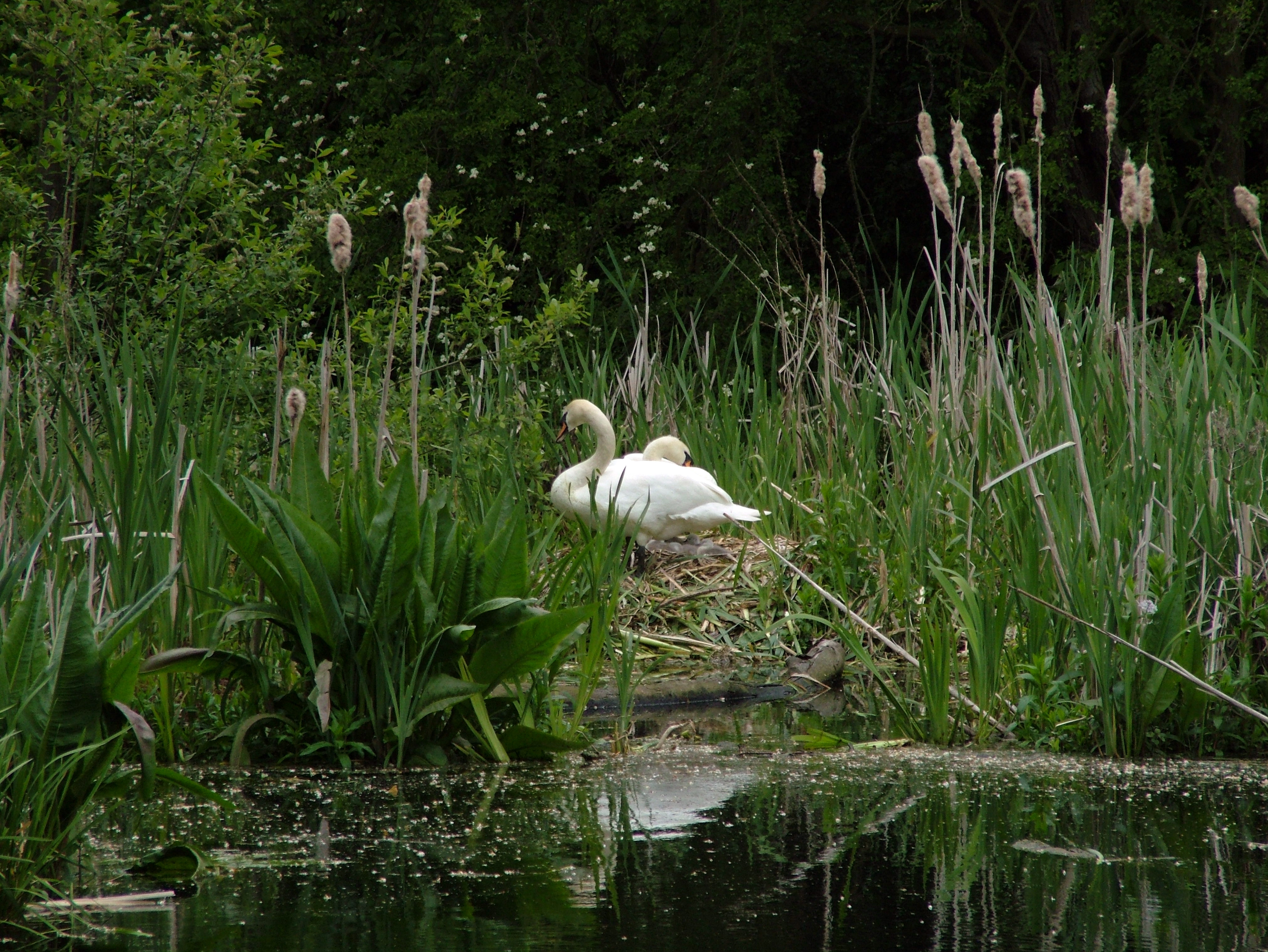 NESTING SWANS