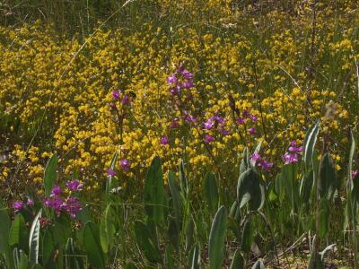 Calopogon tuberosus and Utricularia cornuta